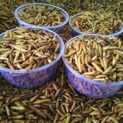 Jual Maggot Bsf Kering 1kg Sumber Protein Tinggi Untuk Ikan Koi Dll