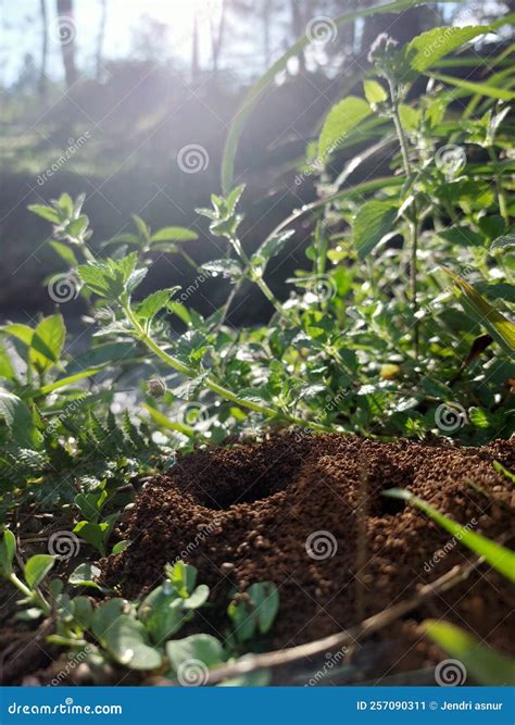 ants colony nest  side river stock image image  river ants
