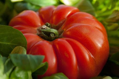 Tomate Cœur de bœuf culture entretien et récolte