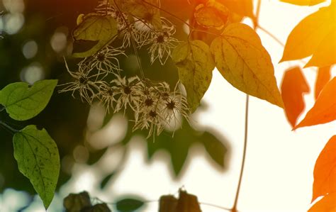 Wallpaper Sunlight Leaves Food Nature Branch Yellow Tree