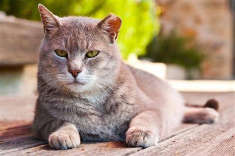 Was Bedeutet Wenn Eine Katze Kratzt Katzenmanie De