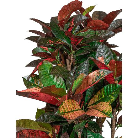 Croton Variegatum Iceton In Pure Soft Eenvoudig En Snel Online Bestellen