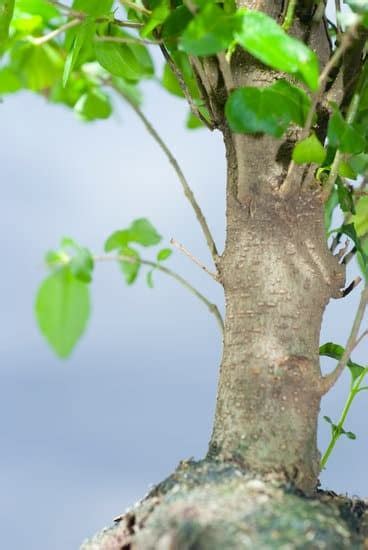 Quando Potano I Bonsai Mondo Bonsai