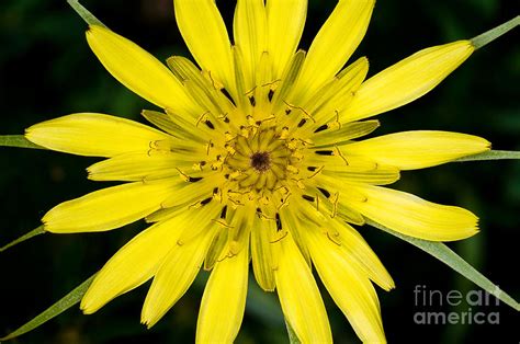 Yellow Salsify Wildflower Photograph By Terry Elniski Fine Art America