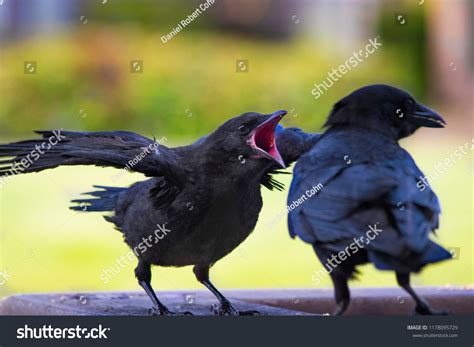 Baby Crow Screaming Mother Crow Stock Photo 1178095729 Shutterstock