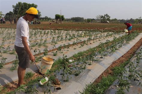 Pemkab Tangerang Gulirkan Gerakan Tanam Pangan Cepat Panen Antara