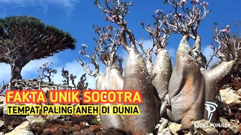 Inilah Fakta Unik Pulau Socotra Yang Disebut Pulau Dajjal YouTube