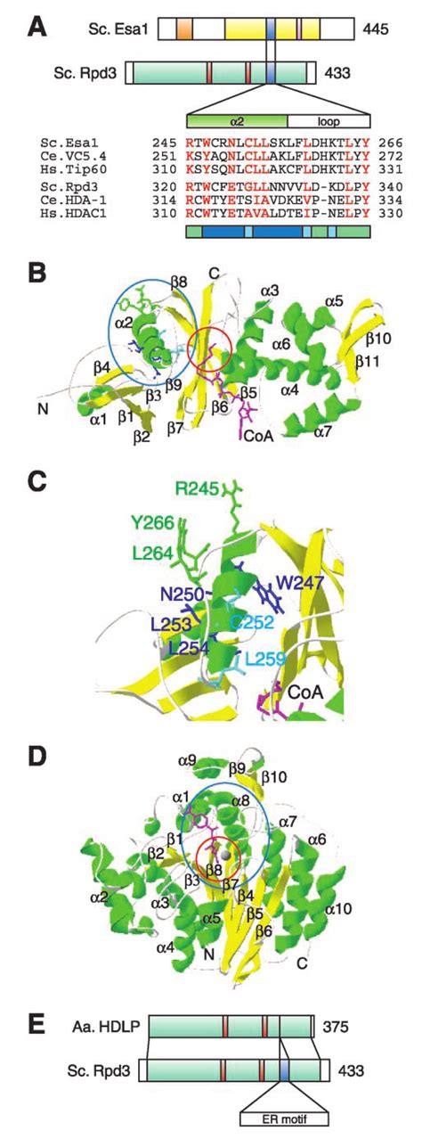 A Conserved Motif Common To Esa1 And Rpd3 A Schematic Of The Primary