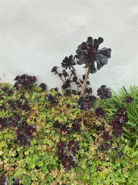 These Black Succulents Bring Spooky Energy to Your Fall Planters