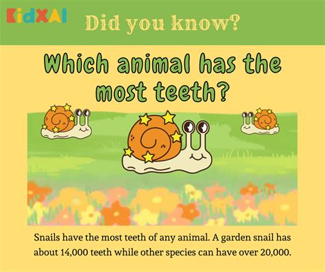 Which Animal Has The Most Teeth Kindergarten Kids Early Education