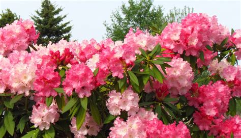 Scene Through My Eyes Just Rhododendrons