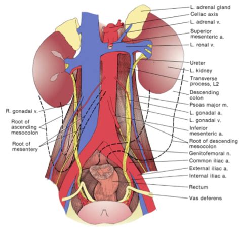 Ureters Bladder Urethra Flashcards Quizlet