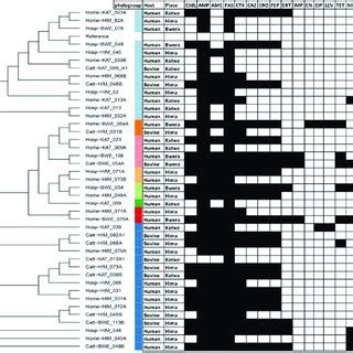 Maximum Likelihood Phylogenetic Trees Based On SNP Differences Within