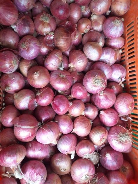 A Grade Maharashtra Nashik Fresh Onion Packaging Size 20 Kg Onion