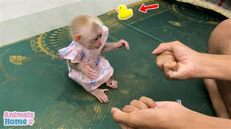 Dad trains and takes care of monkey BiBi - YouTube