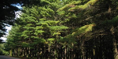 7 Familiar Types of Pine Trees in Illinois - ProGardenTips