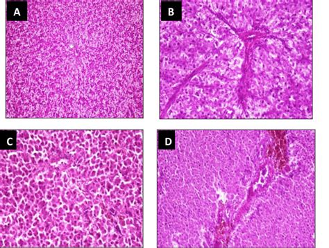 A Liver Tissue Of Control Fish Showing Normal Histological Structure