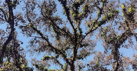 Lahaina Banyan Tree Has Sprouted New Leaves