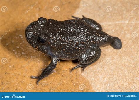 Giant Burrowing Frog Stock Photo Image Of Metamorph 192047870