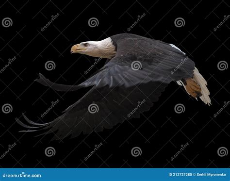 Eagle Flying Isolated at Black Stock Image - Image of american, flying ...