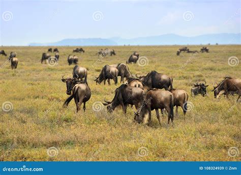 Ñu Fauna Africana África Tanzania Imagen de archivo Imagen de