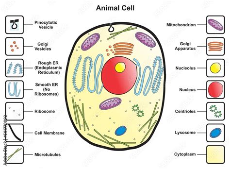 Animal cell structure anatomy infographic diagram with parts flat ...