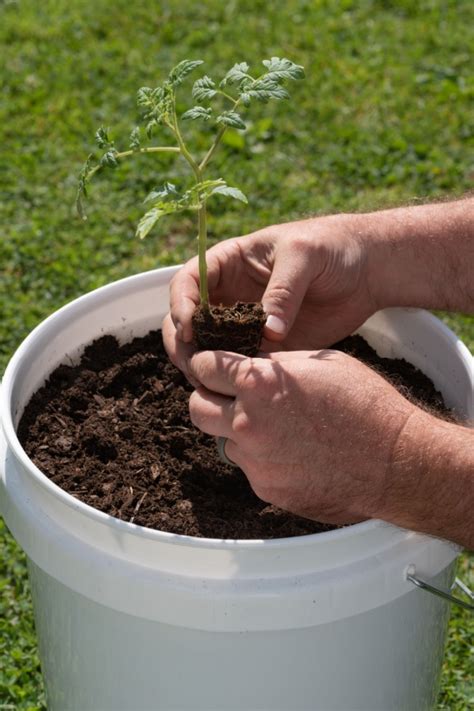 How To Fertilize Tomatoes In Pots For A Bigger Harvest