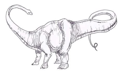 Adding Another Diplodocus Drawing To Our Portfolio Diplodocus