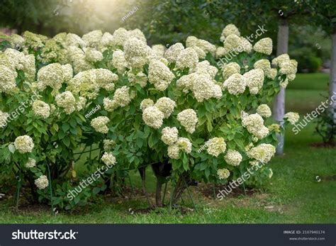 Shrub White Flowers Hydrangea Buldonezh Lilac Stock Photo 2107940174