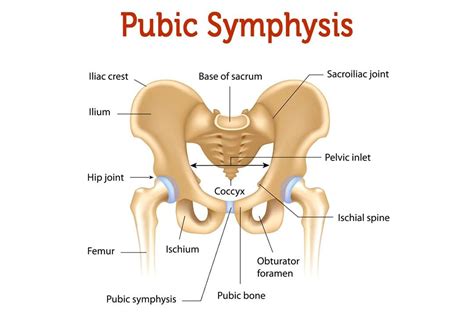 Recognizing The Symptoms Of Osteitis Pubis Injury El Paso TX