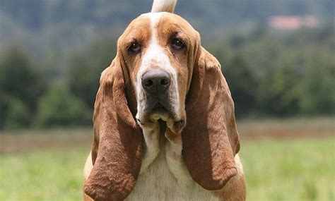 Pros And Cons Of Owning Basset Hounds