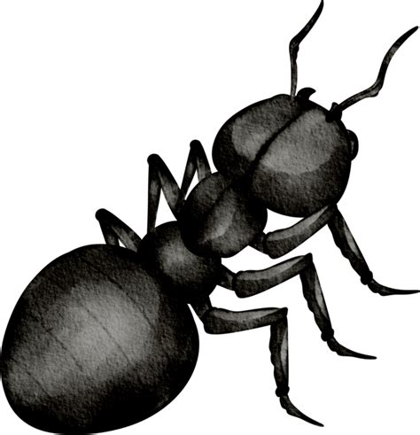 black ant pngs
