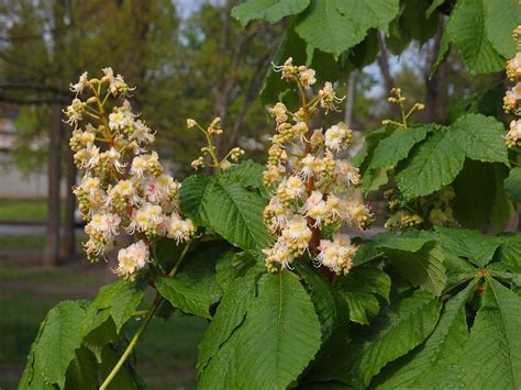 Chestnut Flowers Branch - Free photo on Pixabay