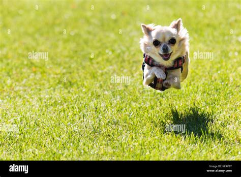 Small young cute chihuahua dog is running. Very happy dot, funny action ...