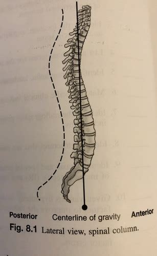 Bontrager Ch 8 Cervical And Thoracic Spine Flashcards Quizlet