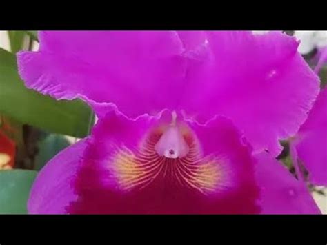 Orquideas da Beth está transmitindo ao vi vo Live de vendas REPLANTES