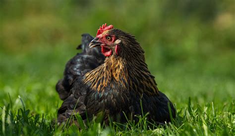 Maran Chicken Breed Profile - The Hip Chick