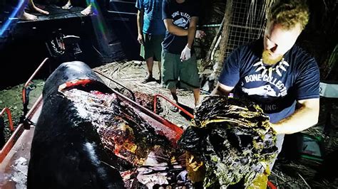 Dead Whale Found With 88 Pounds Of Plastic Inside Body In The Philippines The New York Times