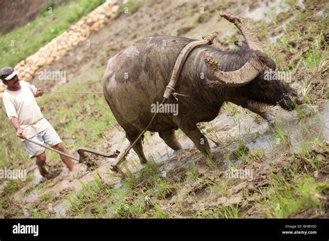 Filipino farmer and carabao harrowing rice field Stock Photo - Alamy