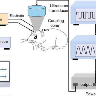 Schematic Of Ultrasound Stimulation And EEG And EMG Recording