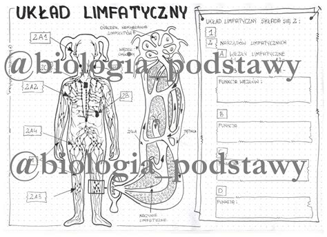 Klasa 7 Układ limfatyczny karta pracy Złoty nauczyciel