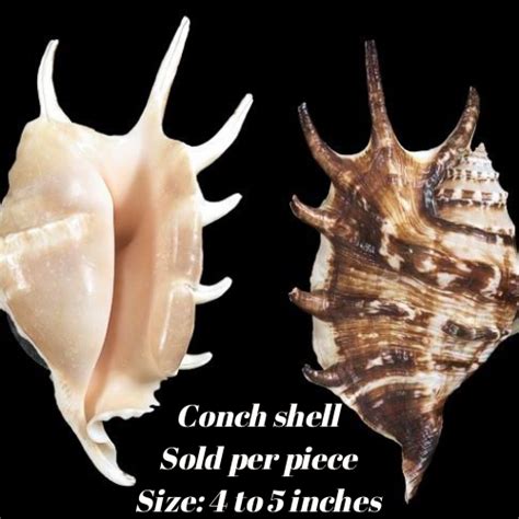 Conch Shell Natural Seashells Sold Per 1 Piece Polished Conch Shell