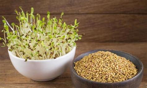 Alfalfa Seeds Germinated Raw Alfalfa ~snail Clover Organic Foundation G E