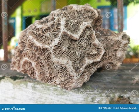 Selective Focus and Close Up of Brain Coral Reef Fossil Stock Image ...