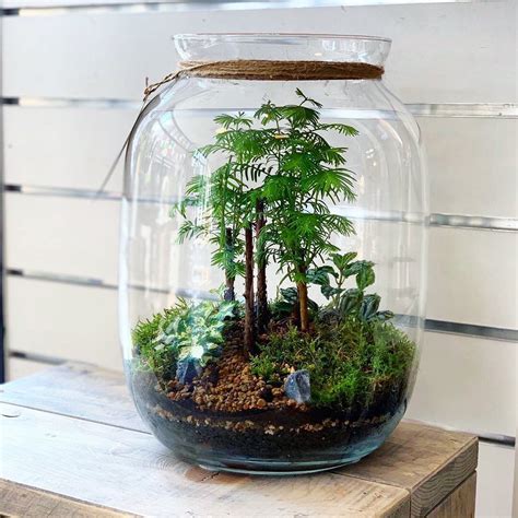 Bonsai Trees In A Terrarium By Power Of Nature Terrariums From The