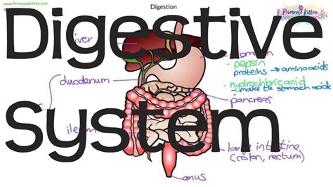 The Digestive System Biology Gcse And Igcse Youtube