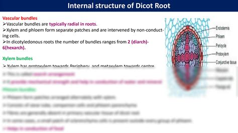 Solution Anatomy Of Dicot Root And Monocot Root Studypool