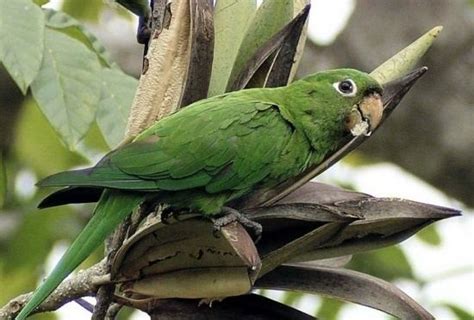 Hispaniolan parakeet - Alchetron, The Free Social Encyclopedia