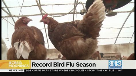 This Seasons Bird Flu Outbreak Was Deadliest Seen In The Us For Birds Youtube