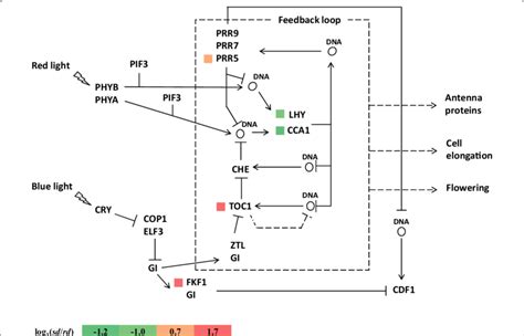 Gene Expression Levels In The Circadian Rhythm Pathway Red Color